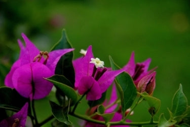 Tintura de Flor de Bugambilia| Bougainvillea Flower Tincture