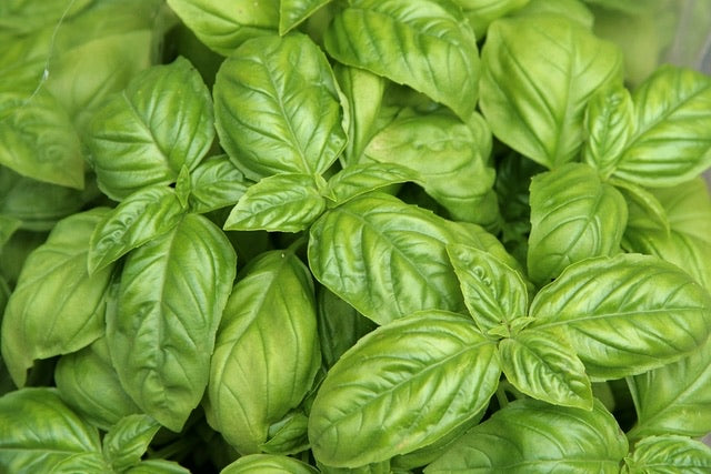 Tintura de Albahaca | Basil Microdoses