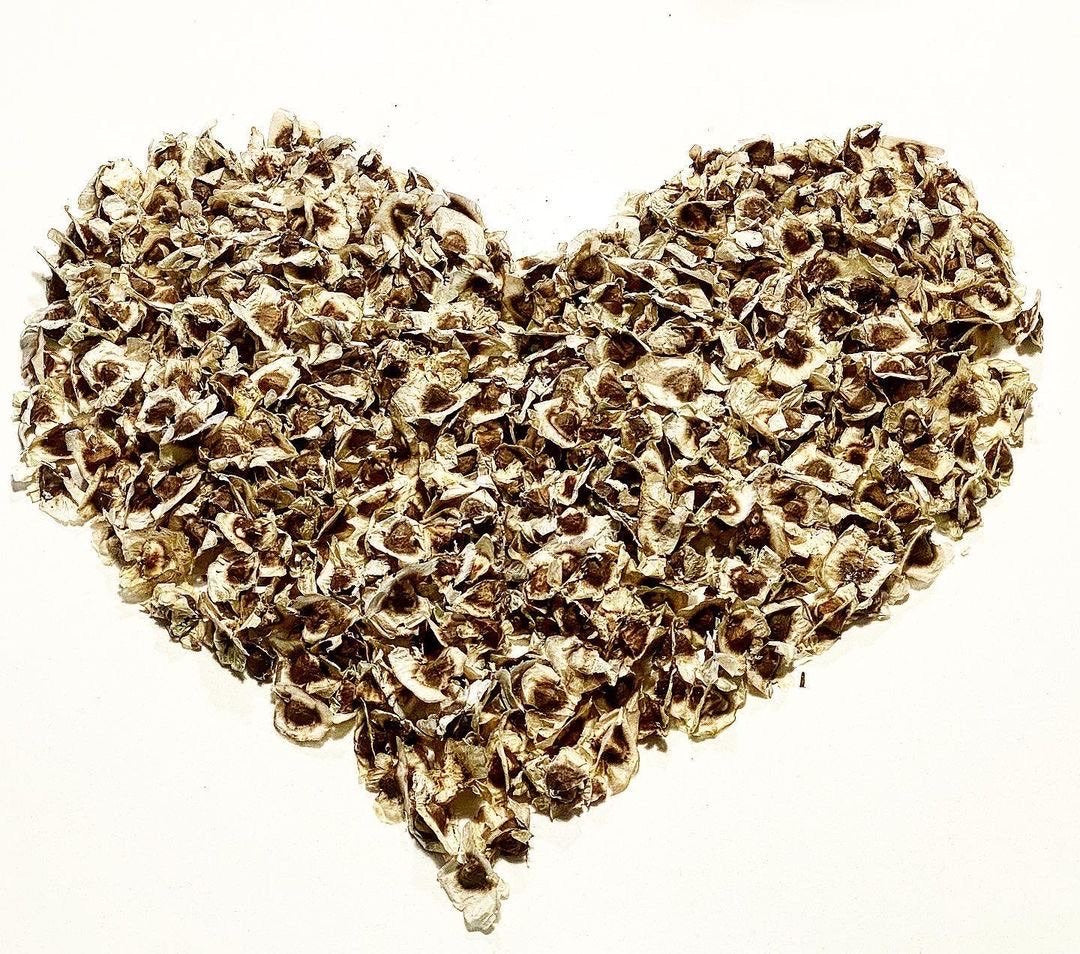 Semillas de Moringa | Moringa Seed