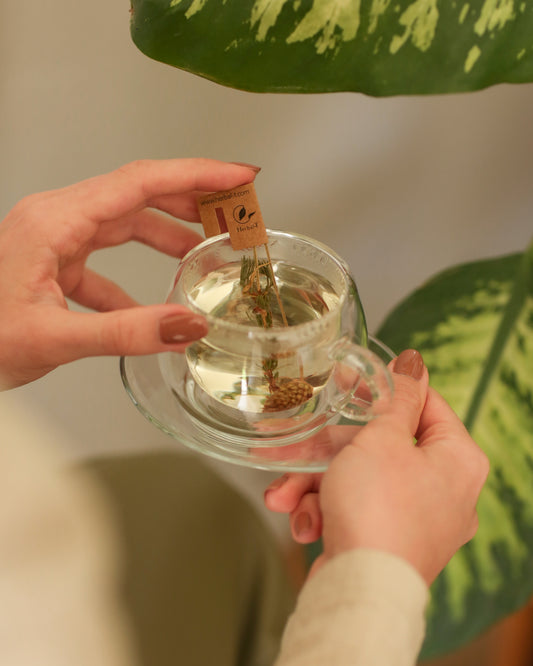 Lavanda Silvestre | Wild Lavender Tea