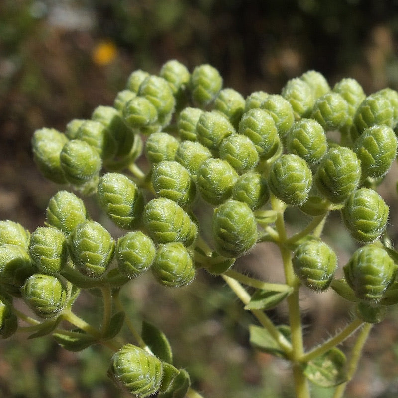 Oregano Turco brotes