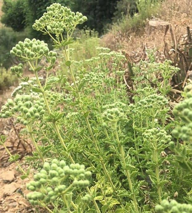 Oregano Turco brotes