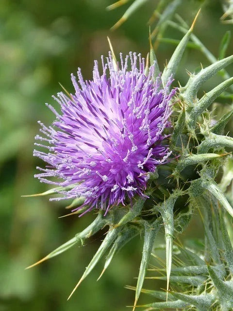 Capsulas de Cardo Mariano | milk thistle capsules