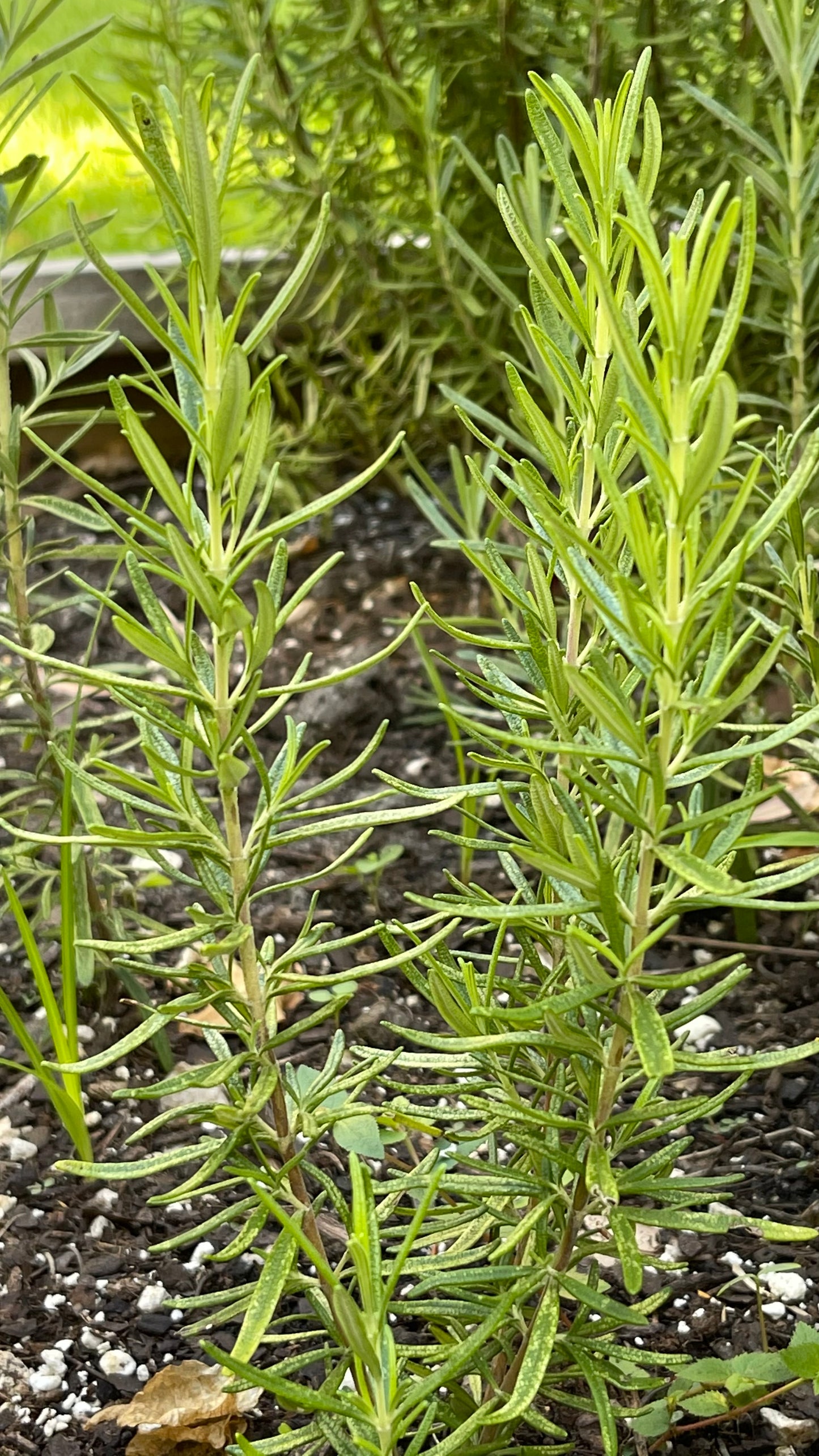 Rosemary Oil | Aceite de Romero