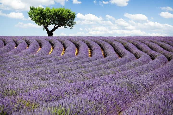 Lavanda - aceite esencial | Lavender - essential oil